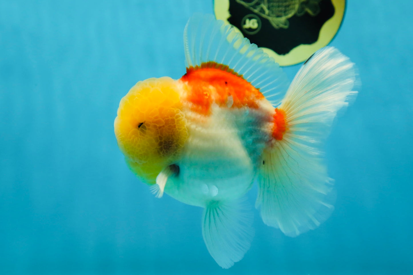 AAA Grade Sakura Oranda Male 4.5 inches #050925OR_52
