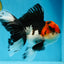 AAA Grade Mustache Tricolor Oranda Male 5.5 inches #020725OR_33