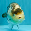 Chinese Milk Cow Ranchu Female 5.5-6 inches #031326RC_13