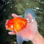 A Grade Red White Oranda Male 6.5 inches #090426OR_14