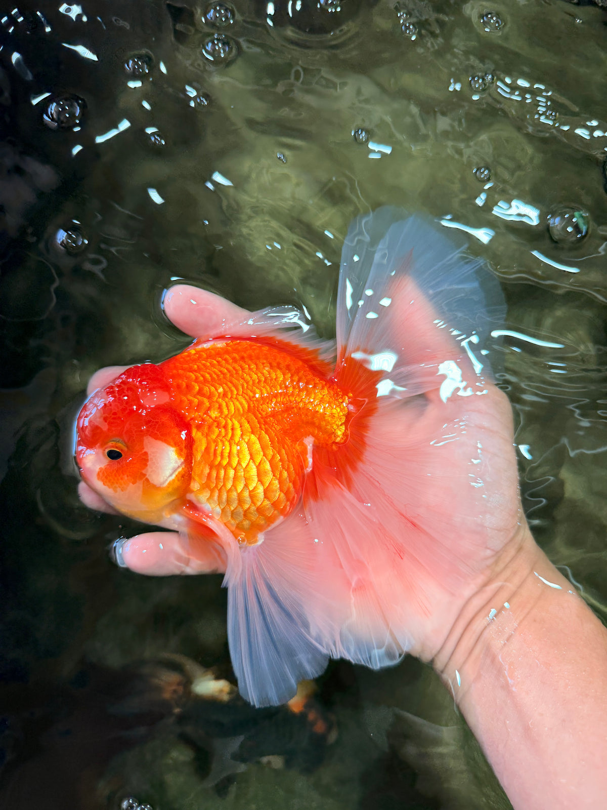 A Grade Red White Oranda Male 6.5 inches #090426OR_14