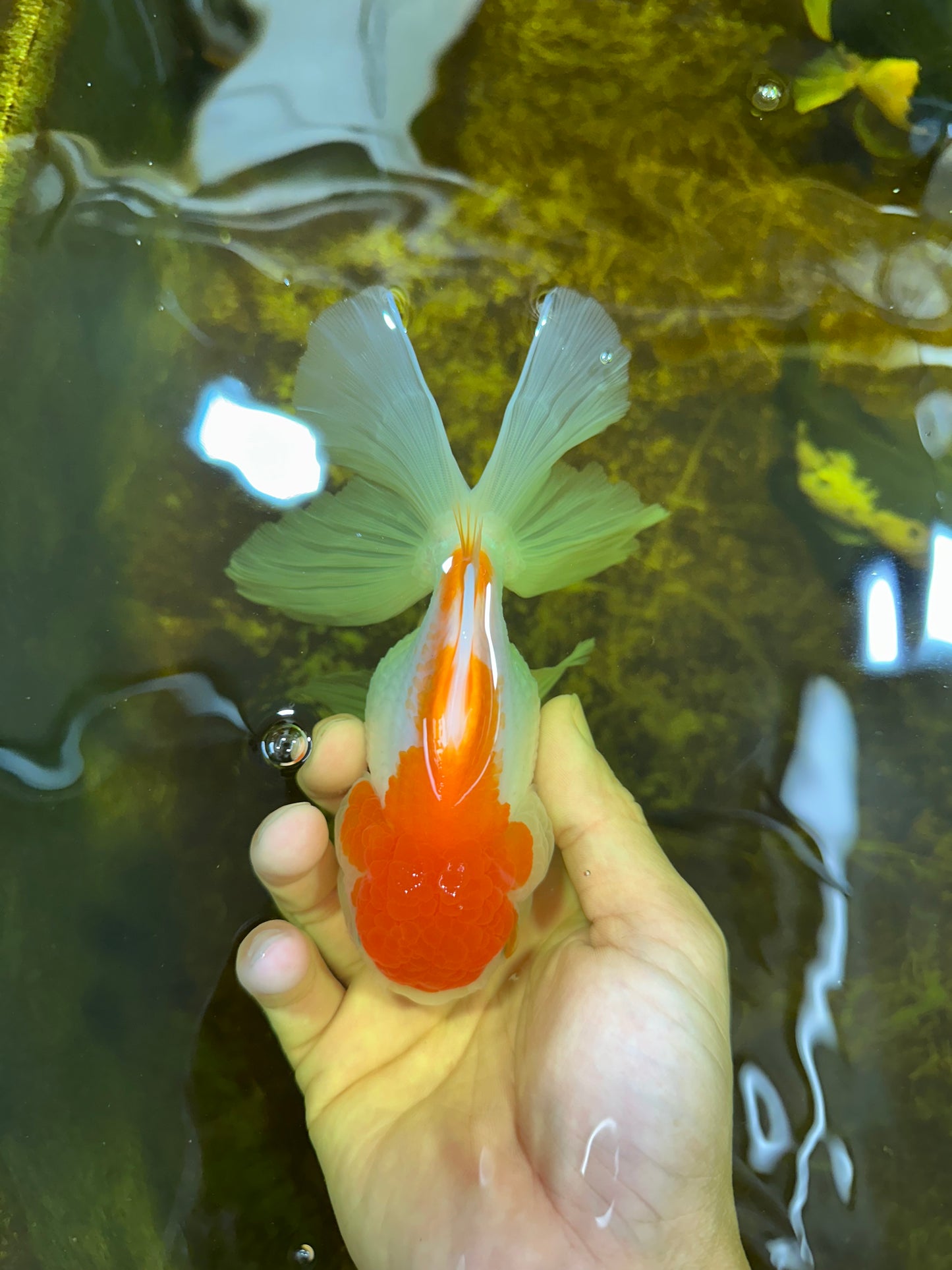 A Grade ADORABLE Red White Oranda Female 5.5 inches #072525OR_18