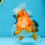 A Grade HAPPY Red White Oranda Female 5.5-6 inches #091925OR_11