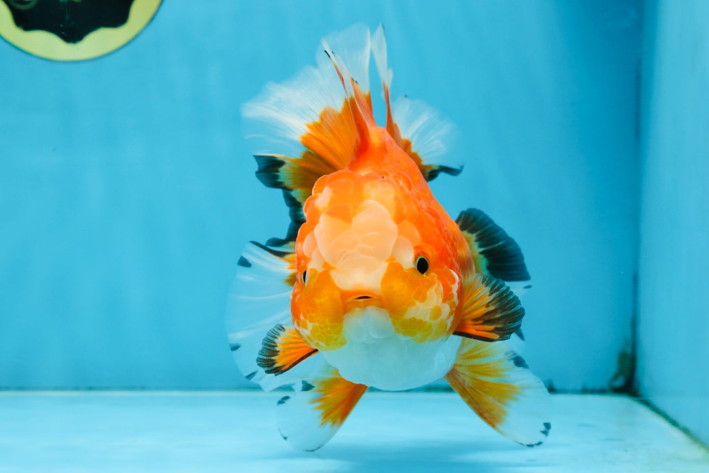 A Grade HAPPY Red White Oranda Female 5.5-6 inches #091925OR_11