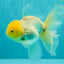 A Grade White Oranda Male 5.5-6 inches #100926OR_18