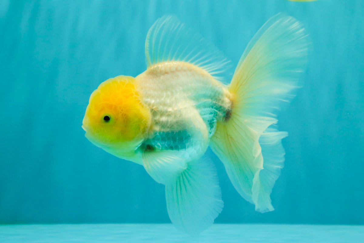 A Grade White Oranda Male 5.5-6 inches #100926OR_18