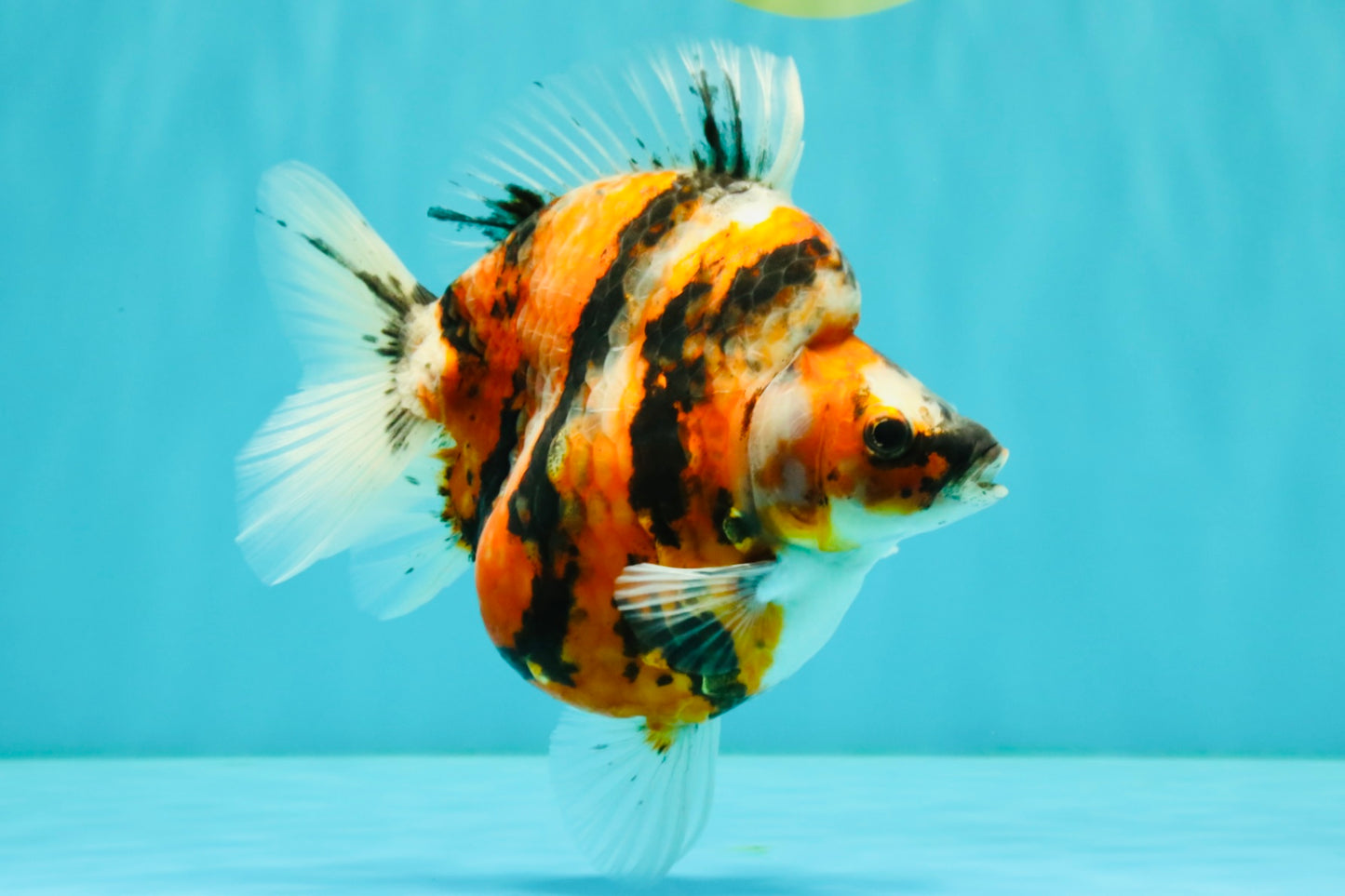 UNIQUE AAA Grade Indonesia Tiger Ryukin Female 5.5 inches #070326RK_25