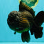 JUMBO AAA Grade Godzilla Black Oranda Male 6-6.5 inches #050826OR_01