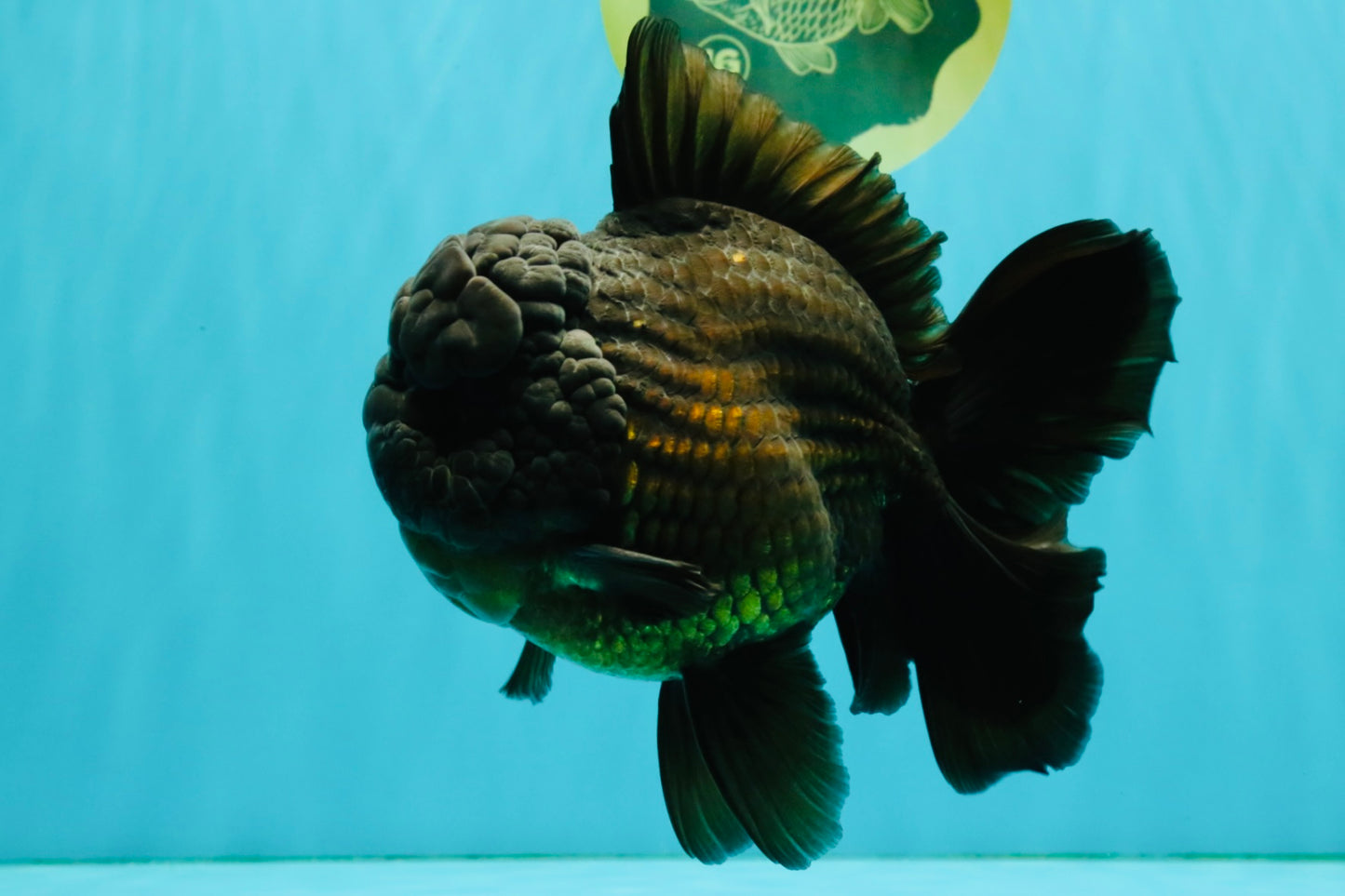 JUMBO AAA Grade Godzilla Black Oranda Male 6-6.5 inches #050826OR_01