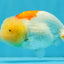 ADORABLE Orange White LionChu Female 4.5 inches #041026LC_18