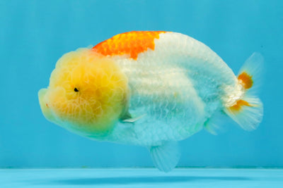 ADORABLE Orange White LionChu Female 4.5 inches #041026LC_18