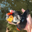 AAA Grade Monster Lava Head Tricolor Oranda Female 5.5 inches #110824OR_01