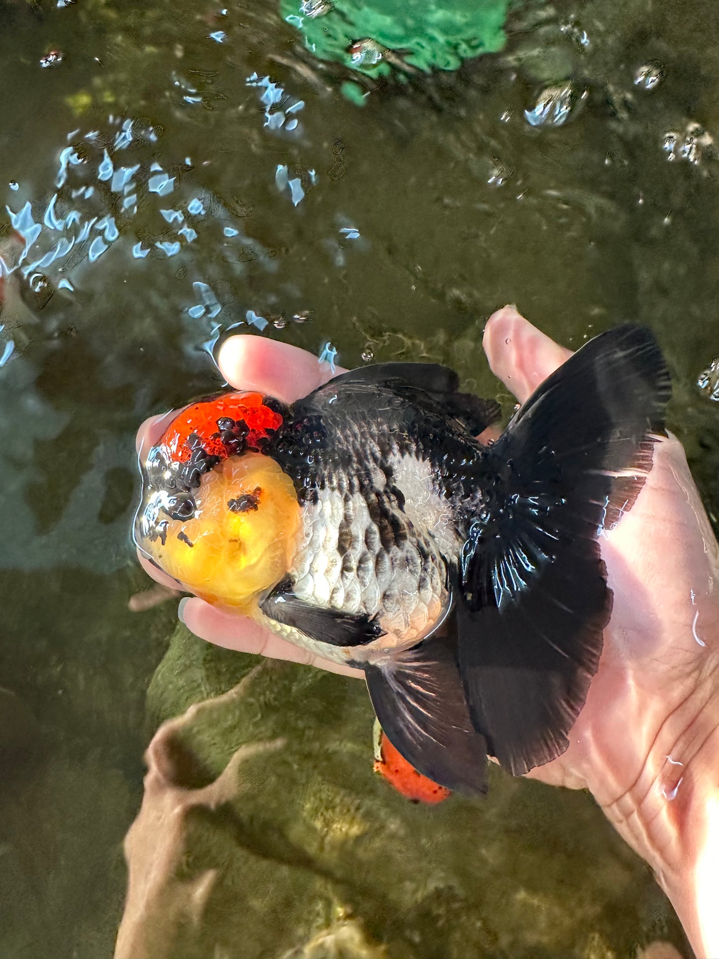 AAA Grade Monster Lava Head Tricolor Oranda Female 5.5 inches #110824OR_01