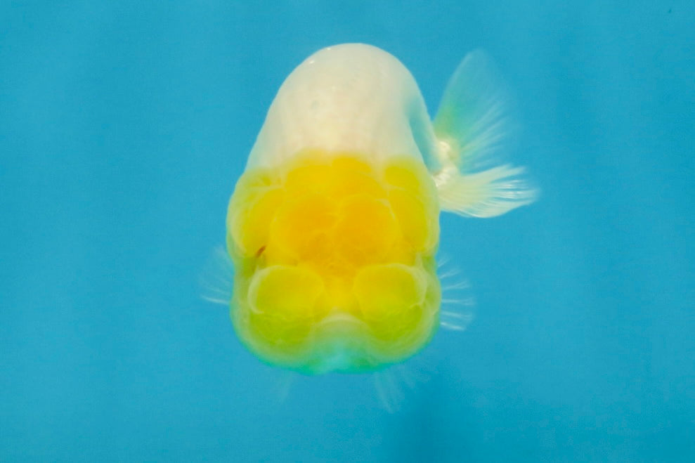 White Lionchu Female 3.5 inches #121225LC_13