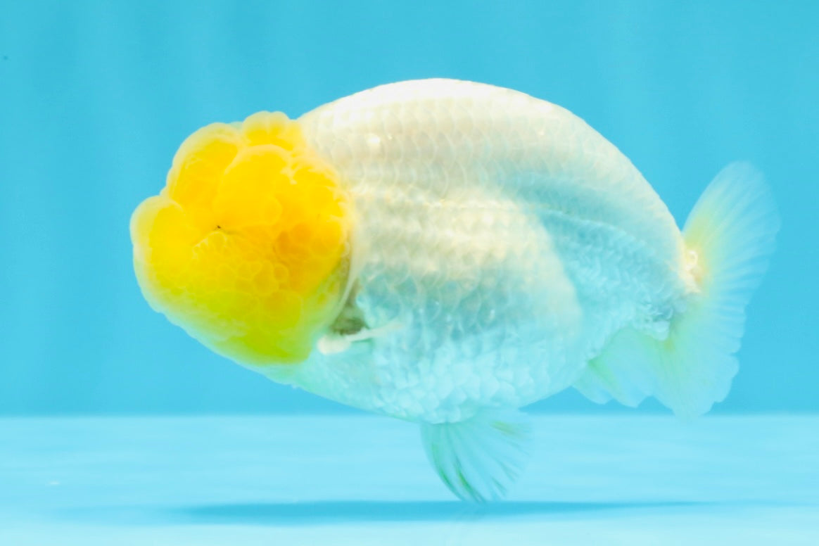 SUPER CUTE AAA Grade White LionKing 4 inches #022026LC_18