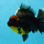 AAA Grade Dark Tiger Godzilla Oranda Female 6.5-7 inches #060625OR_13