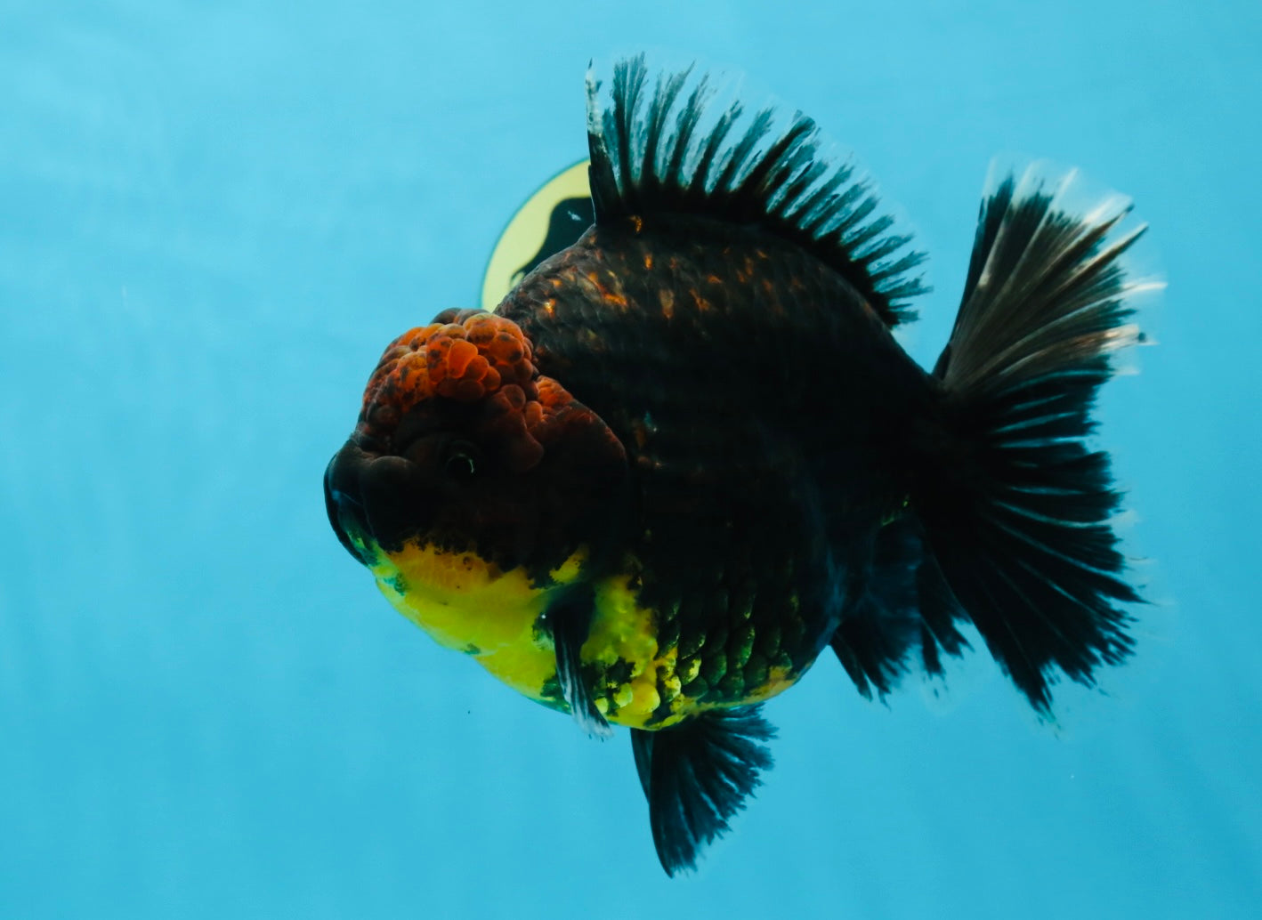 AAA Grade Dark Tiger Godzilla Oranda Female 6.5-7 inches #060625OR_13