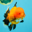 CHARLIE CHAPLIN AAA Grade Apache Oranda Female 5.5-6 inches #030626OR_27