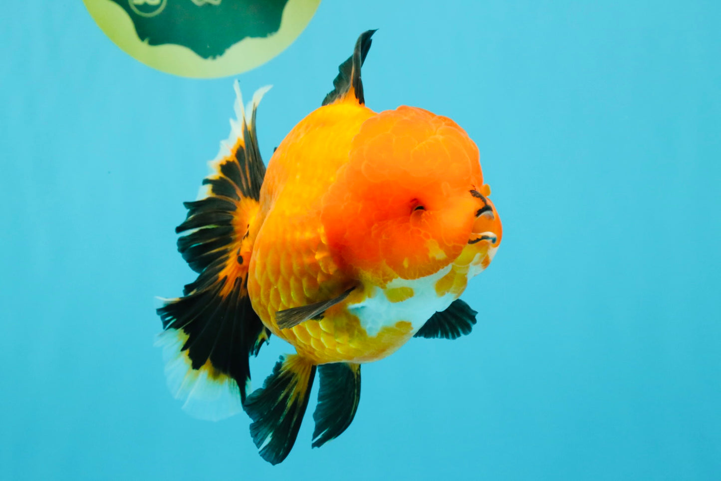 CHARLIE CHAPLIN AAA Grade Apache Oranda Female 5.5-6 inches #030626OR_27