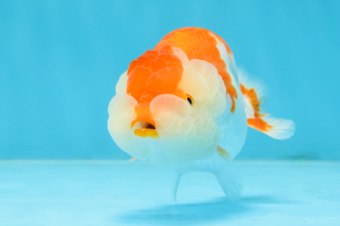 SUPER CUTE AAA Grade Red White LionQueen 4  inches #102425LC_14