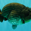 AAA Grade Super Blue LionQueen 6-6.5 inches #100226LC_23