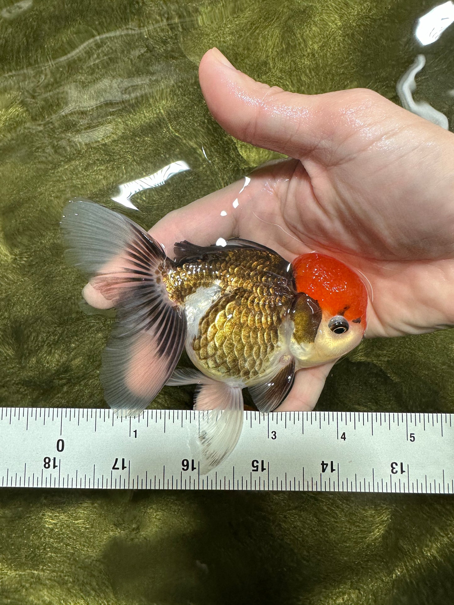 A Grade 🔴 Tricolor Oranda Female 4.5 inches #0112OR_04