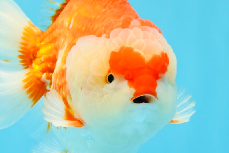 RED HEART A Grade Red White Yuanbao Male 6 inches #032726YB_05