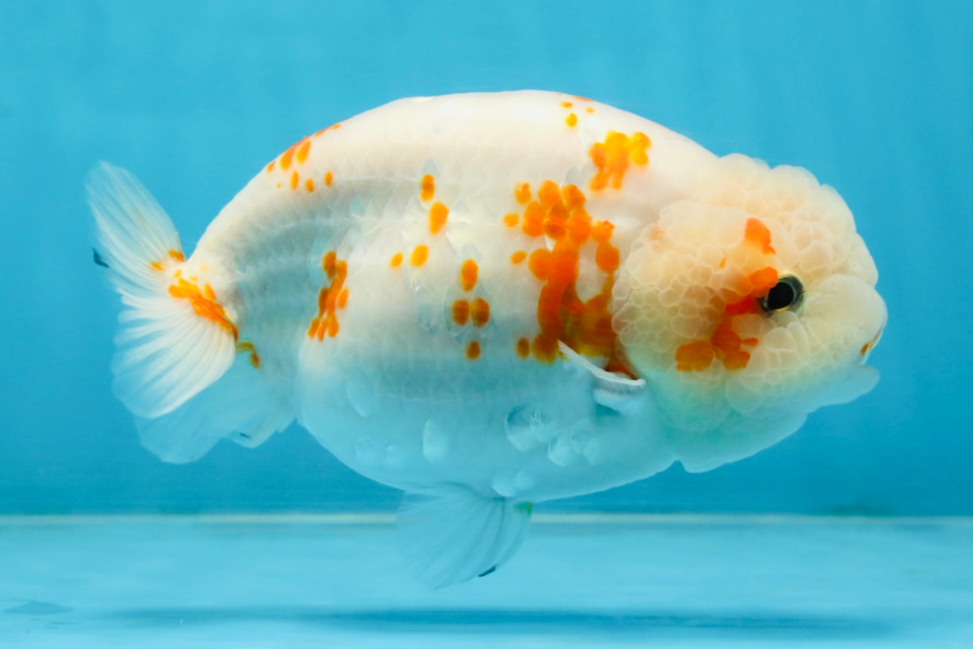 BEAUTY A Grade Kohaku Sakura LionQueen 5.5  inches #102425LC_08