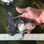 A Grade Panda Button Eyes Oranda Male 5-5.5 inches #011725OR_04