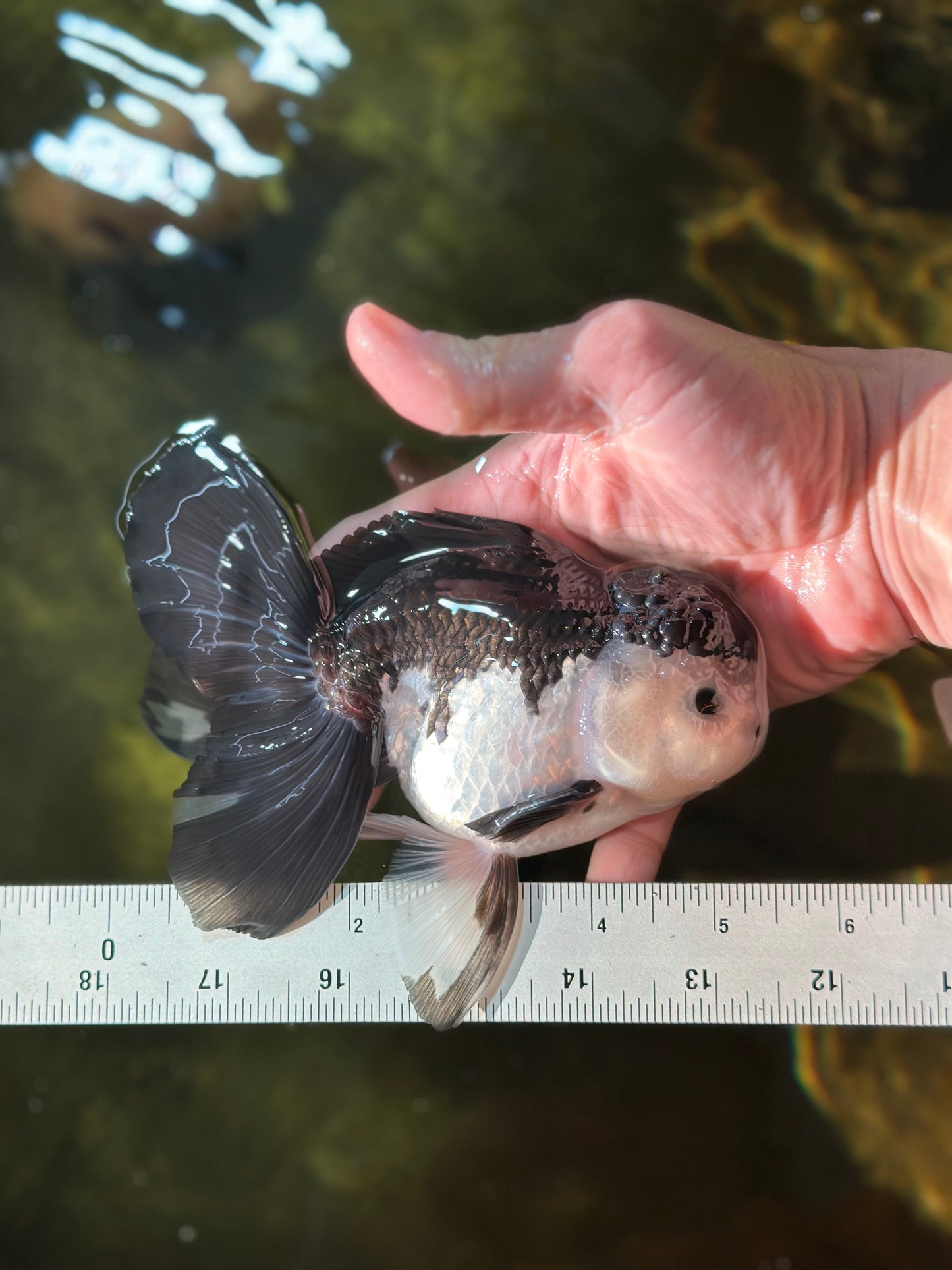 A Grade Panda Button Eyes Oranda Male 5-5.5 inches #011725OR_04