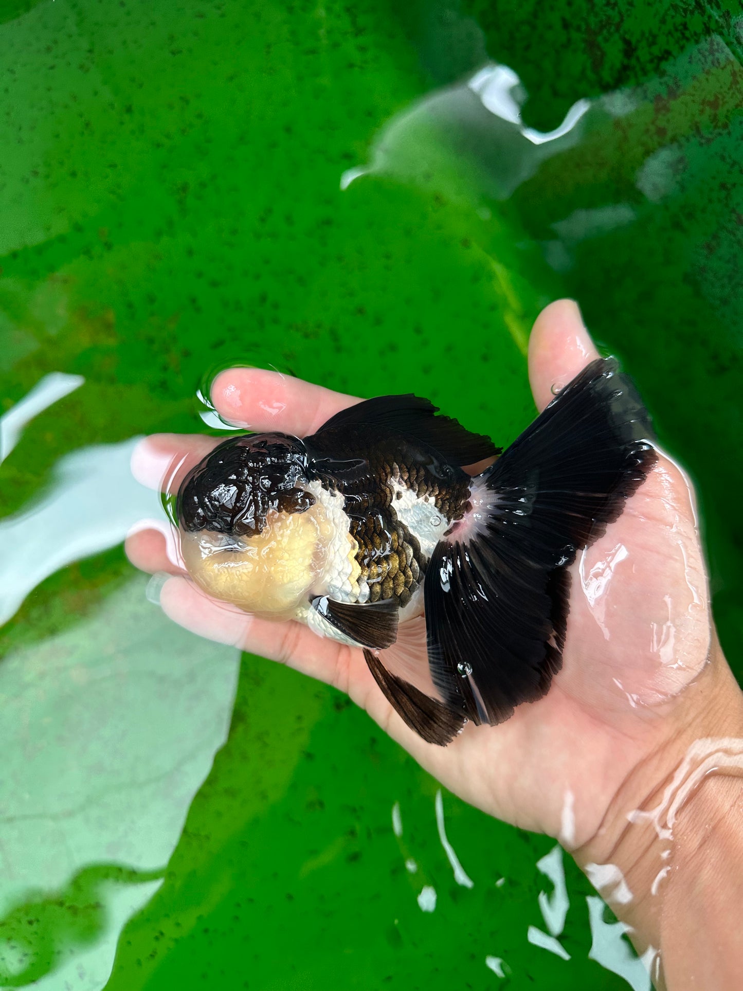 AAA Grade Panda Oranda Male 4.5-5 inches #0906OR_33