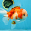 SUPER CUTE A Grade Sakura Oranda Female 5.5 inches #102425OR_21