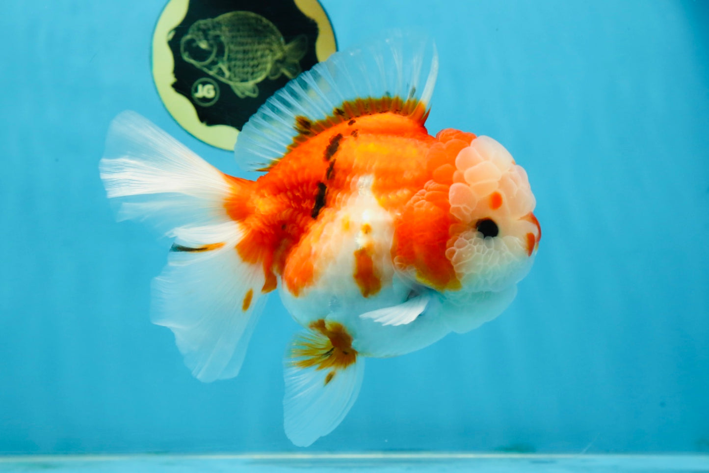 SUPER CUTE A Grade Sakura Oranda Female 5.5 inches #102425OR_21
