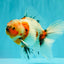 A Grade Marble Calico Oranda Male 6.5 inches #061926OR_19