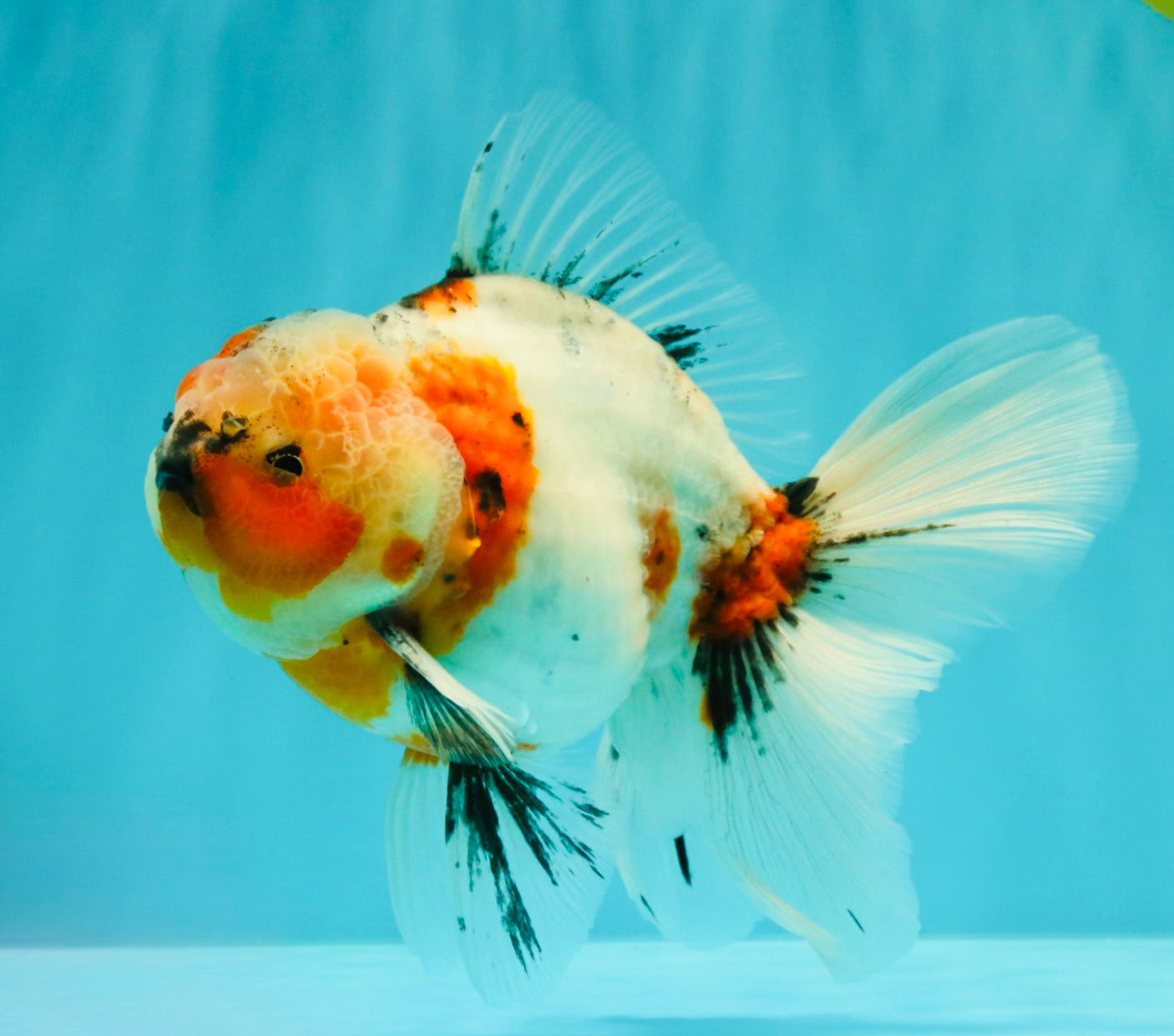 A Grade Marble Calico Oranda Male 6.5 inches #061926OR_19