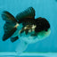 A Grade Panda Oranda Female 5 inches #1004OR_35