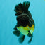 BATMAN A Grade Apache Oranda Male 6 inches #041726OR_12