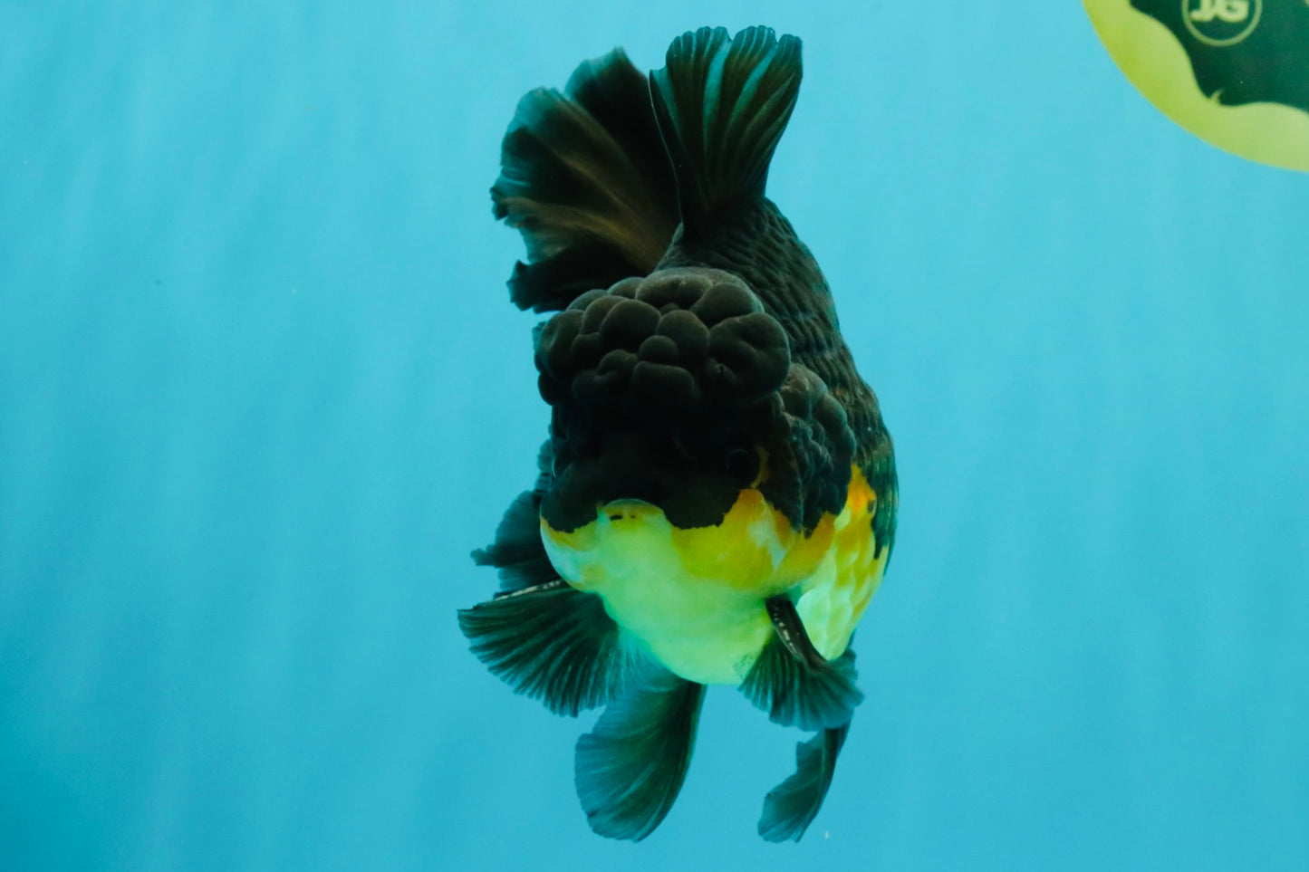 BATMAN A Grade Apache Oranda Male 6 inches #041726OR_12
