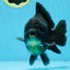 AAA Grade Godzilla Black Yuanbao Male 5-5.5 inches #103125YB_03