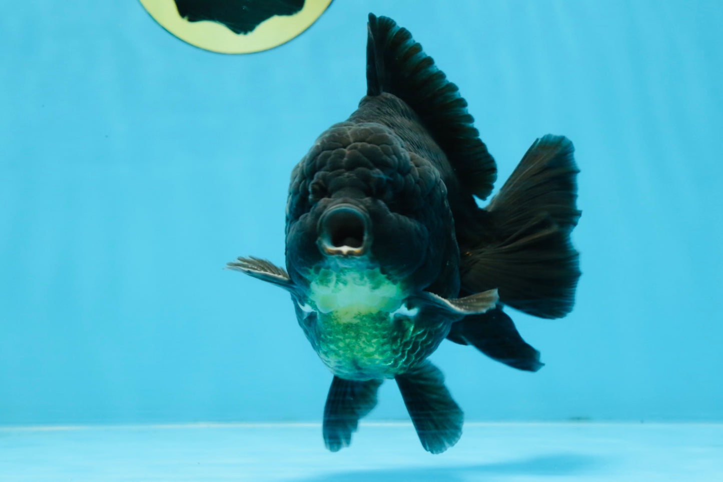 AAA Grade Godzilla Black Yuanbao Male 5-5.5 inches #103125YB_03