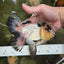 AAA Grade Panda Butterfly Oranda Female 5.5 inches #121324OR_14