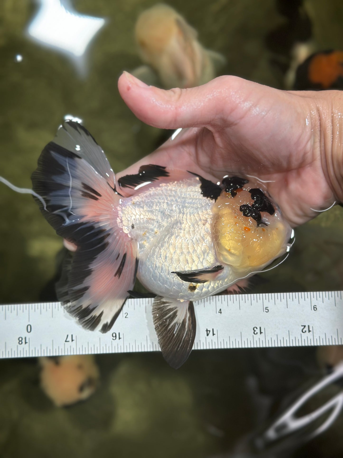 AAA Grade Panda Butterfly Oranda Female 5.5 inches #121324OR_14