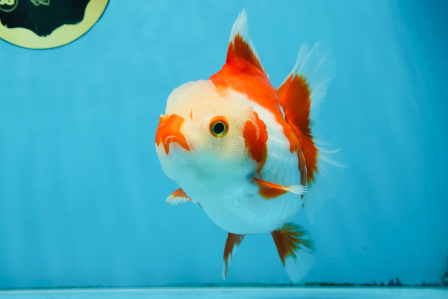 Red White Yuanbao Female 5 inches #091925YB_21