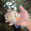 MARSHMALLOW Red White Oranda Male 5.5 inches #040326OR_16
