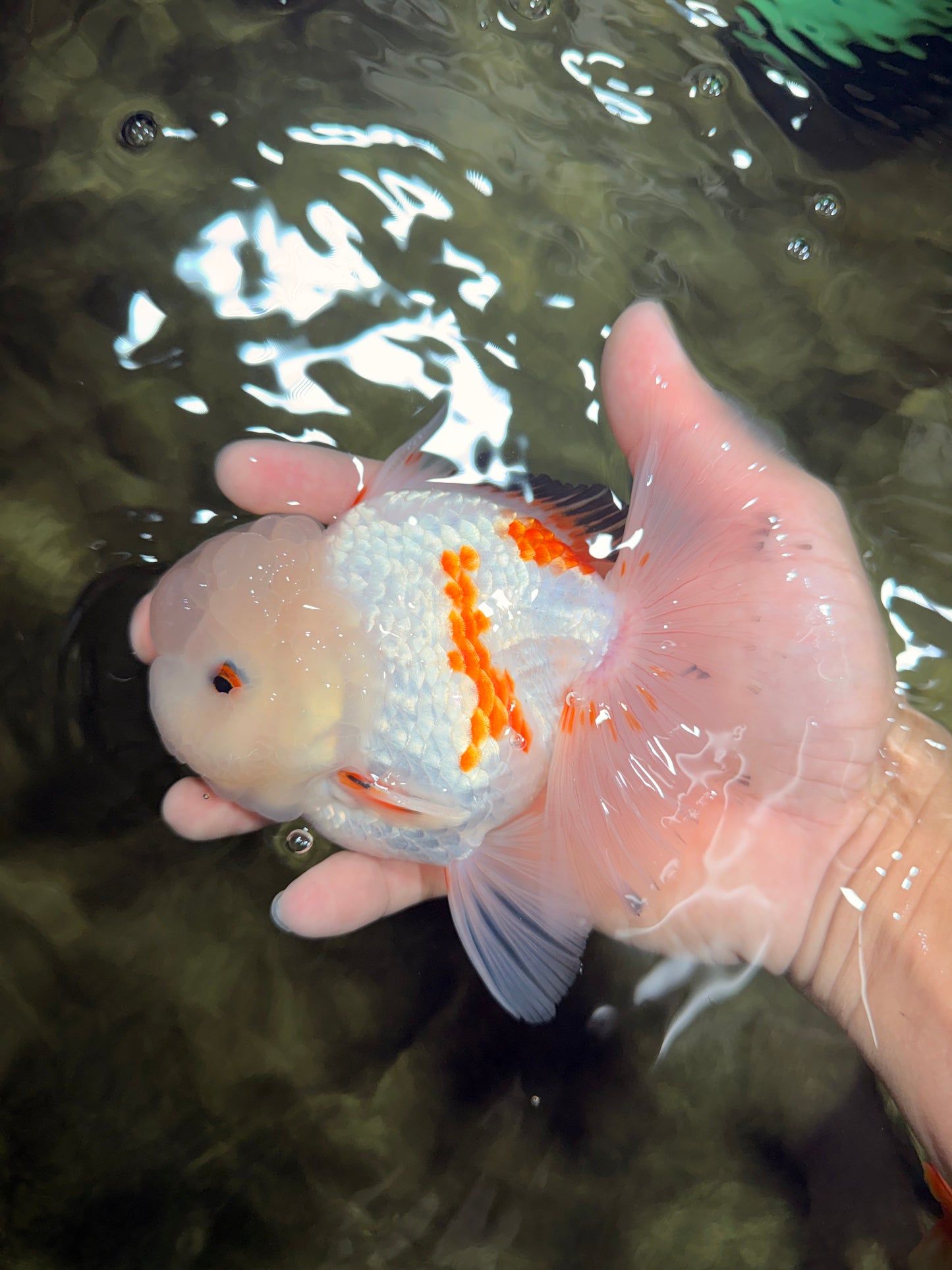 MARSHMALLOW Red White Oranda Male 5.5 inches #040326OR_16