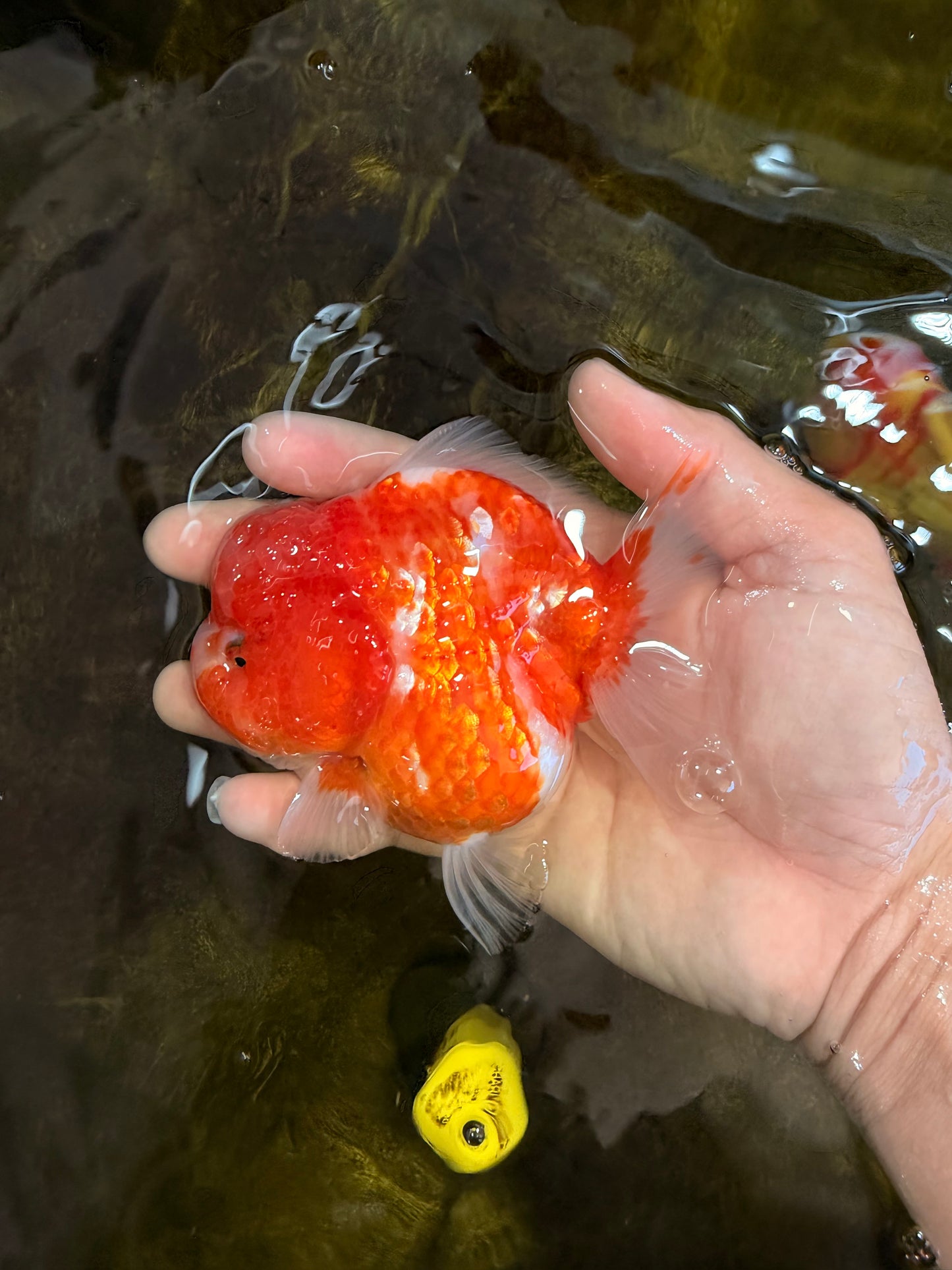 AAA Grade Cherry Sakura Yuanbao Female 4-4.5 inches #101025YB_24