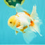 A Grade Lipstick Red White Oranda Male 5.5-6 inches #102326OR_14