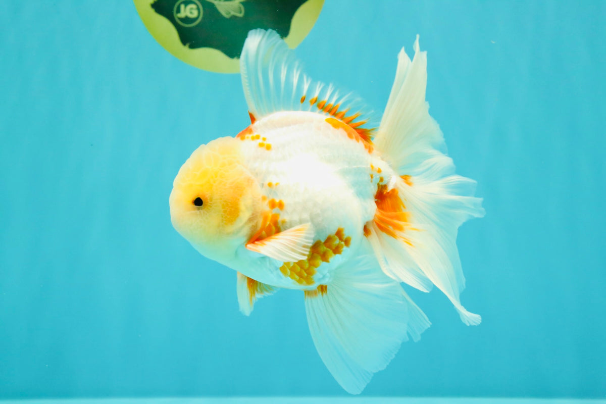 A Grade Lipstick Red White Oranda Male 5.5-6 inches #102326OR_14