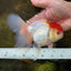 A Grade Red White Oranda Female 6 inches #071125OR_06
