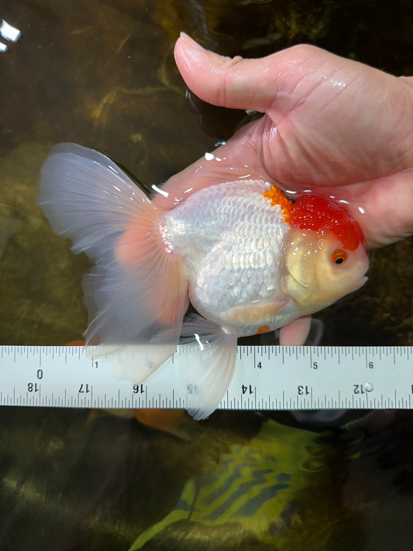 A Grade Red White Oranda Female 6 inches #071125OR_06